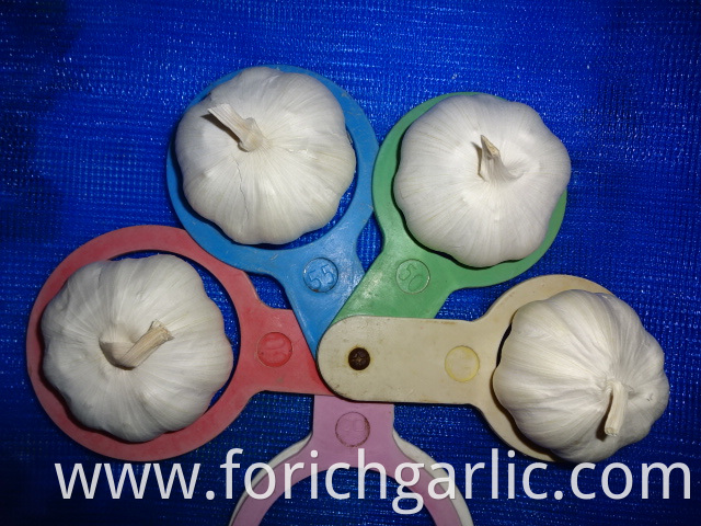 New Crop Pure Garlic